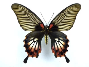 Papilio memnon f. super-distantinus Weibchen - Zdjęcie 1 z 2