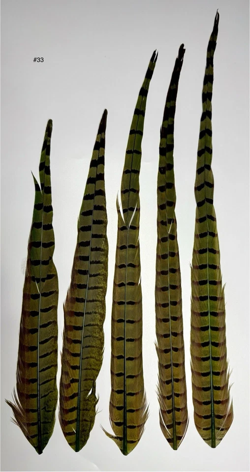 PAQUETE DE 5 PLUMAS DE COLA CENTRAL DE FAISÁN CUELLO ANILLO TEÑIDO / ATAR MOSCAS #33 Foto 1 de 1