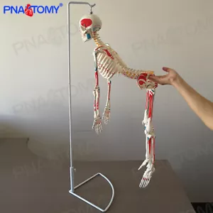 Modelo esqueleto humano de 33" desmontable con músculo punto de inicio y final médico - Imagen 1 de 6