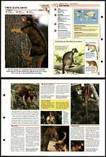 Tree Kangaroo #322 Mammals Wildlife Fact File Fold-Out Card