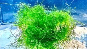 Meerwasser: Chaetomorpha/Wasserklärung/Algenbekämpfung - Bild 1 von 1