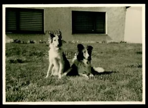 Zwei Collie Hunde auf dem Rasen - 1970er - Foto 10x7cm - Bild 1 von 2