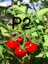20 graine tomate cerise PEACEVINE (bio/reproductible) frais de port unique