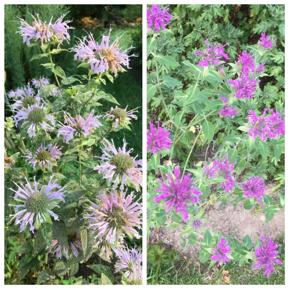 100 organic Bee Balm seeds/ Wild Bergamot / Monarda - different shades of purple - Image 1 of 1