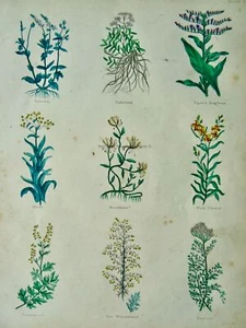 The Complete Herbal PLATE 20 Botanical illustration by Nicholas Culpeper c1850 - Picture 1 of 14