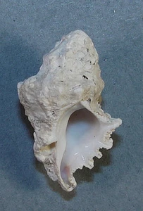 CORALLIOPHILA COSTATA 30.47mm BEAUTIFUL SPECIMEN Rincón de Guayabitos, Mexico - Picture 1 of 2