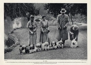 LHASA APSO CHARMING DOGS & OWNERS AT CHELTENHAM DOG SHOW 1934 VINTAGE DOG PRINT - Picture 1 of 1