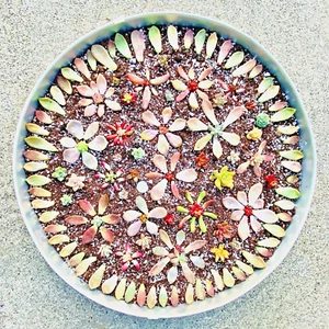 50 Sorten Sukkulenten Blätter von Echeverias, Sedums... + 5 Stecklinge KOSTENLOSER VERSAND - Bild 1 von 11