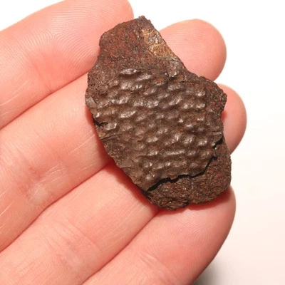 Turtle Shell - Dinosaur Age fossil from the Hell Creek Formation - Cretaceous - Image 1 of 4