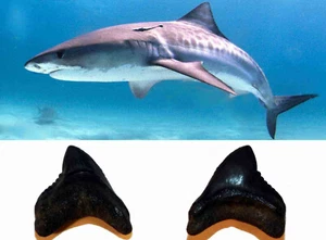 Galeocerdo contortus Dente Fossile Squalo Tigre Pescecani Pesci Cartilaginei - Foto 1 di 3