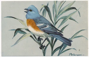 Lazuli Bunting - National Wildlife Federation Postcard 1959 - Picture 1 of 2