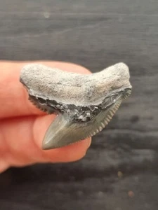 Dente affilato grigio-blu 3,1 cm di squalo tigre - dente di squalo fossile - Foto 1 di 3