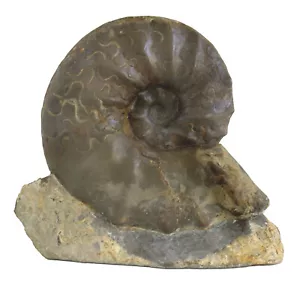 Trias Standstück Ceratites sublaevigatus Ceratit Muschelkalk Bad Neustadt A8-18 - Bild 1 von 2