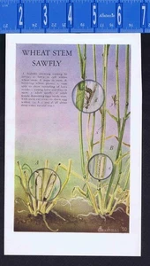 Wheat Stem Sawfly, Cephus cinctus- 1952 Dept of Agriculture Insect Illustration - Picture 1 of 1