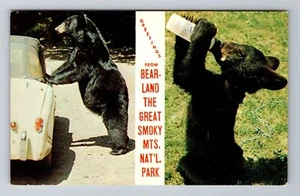Great Smoky Mountains National Park, Bear Cub, General Greeting Vintage Postcard - Imagen 1 de 2