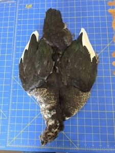 B17 Granja Elevado Pato Moscota Plumas Cola Cuerpo Piel Flanco - Imagen 1 de 5