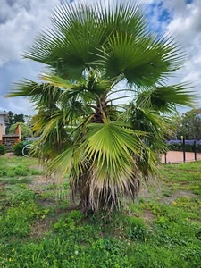 Mature Palm Tree - Picture 1 of 2