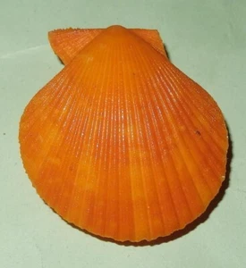 Mimachlamys sanguinea aurantius PECTINIDAE Philippines Sea Shell 42mm F++ #1090 - Picture 1 of 2