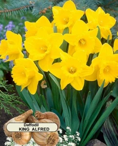 DAFFODIL BULBS - King Alfred Large Flowers - 75 x BULBS - FREE SHIP in Aust - Picture 1 of 5