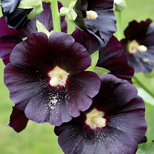 Semillas Nigra Hollyhock | Flores grandes negras/rojas profundas | Envío gratuito | 1193 Foto 1 de 1