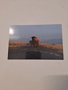 Cartolina fotografica di Humping Heffer a Yorkshire Dales, Regno Unito - Foto 1 di 3