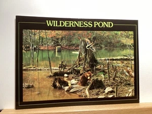 Mallard and Beaver in a Wilderness Pond: - Vintage Postcard - Picture 1 of 3