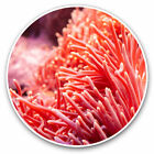 2 X Vinyl Stickers 20Cm - Sea Anemone Ocean Nature Cool Gift #2058