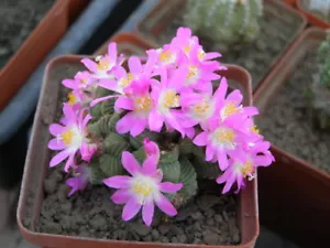 Cactus valdezii 100 piezas semillas 2025 cosecha - Imagen 1 de 2