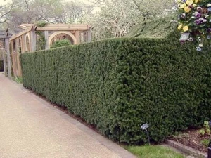 Bechereibe HICKSII, 20-30 cm, im Topf - Bild 1 von 6