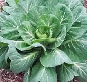 COLLARD GREENS SEEDS, GEORGIA SOUTHERN, HEIRLOOM, 50+ SEEDS, NON GMO - Picture 1 of 1