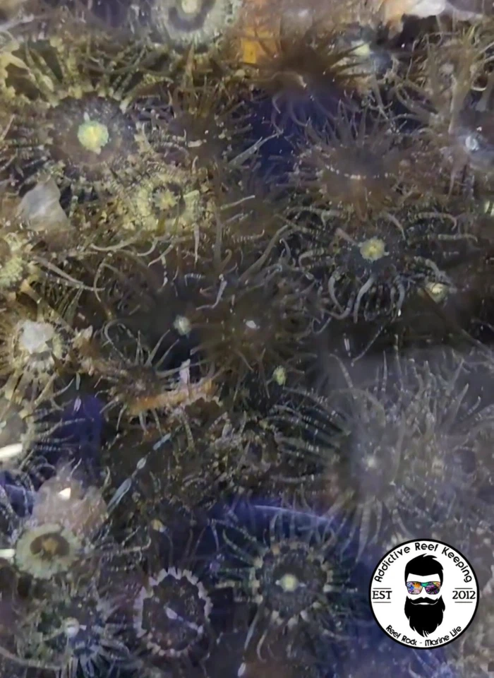 Live Aiptasia Pallida tagetes Anemone 10 Pack Corals Reef Aquarium Berghia Food