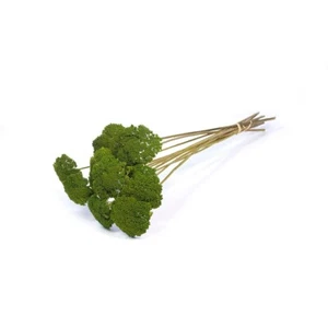 Dried Bunch Dyed Achillea Parker or Yarrow 60cm/24 Inches Green - Picture 1 of 1
