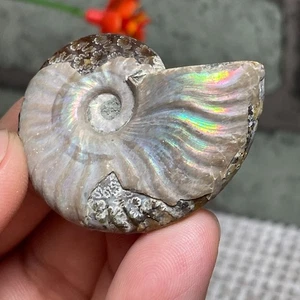 Naturfarbige Muschel Ammonit Madagaskar - Regenbogen Fossil Sammlung 15g a2854 - Bild 1 von 7