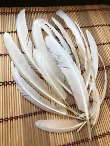 Lotto 15 piume artigianali ad ala di pollo USA bianche panna vere naturali cruelty free - Foto 1 di 3