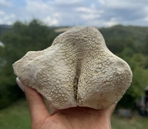 KASCHOLONG Rohstein (1035gr) White Agate, Cacholong rough - Picture 1 of 4