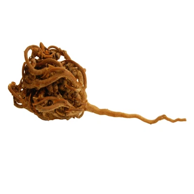 BALLA Rose de Jéricho, Naturelle