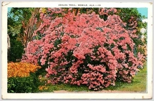 1938 Mobile Alabama Azalea Trail Postcard Chromolithograph Linen Curt Teich & Co - Picture 1 of 2