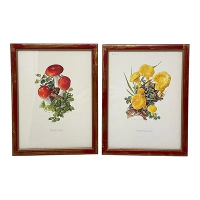 Conjunto de cogumelo vintage emoldurado estampa arte botânica 1970 MCM EUA Anne Ophelia Dowden - Imagem 1 de 4