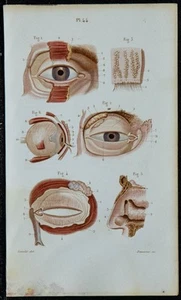 1852 - Board Anatomy Splanchnologie: Eye Straight Eyeshadow Camera Lacrymal - Bild 1 von 3