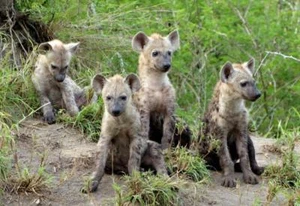 PÓSTER BRILLANTE HYENA CUBS IMAGEN IMPRESIÓN FOTO bebés hienas carroñeros 4784 - Imagen 1 de 1