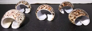 Juego de 5 servilleteros con caparazón de leopardo tortuga costero náutico natural - Imagen 1 de 8