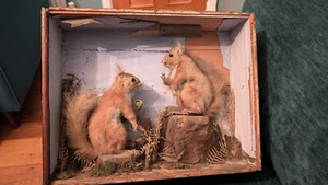 Paar Eichhörnchen Taxidermie antik viktorianisch Stofftier Eichhörnchen - Bild 1 von 7