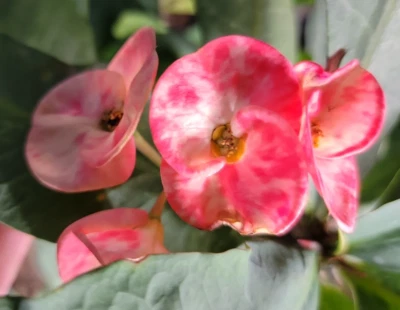 Thai Marble Pink Crown of Thorns Live Plant 7" Tall~Corona de Cristo~Euphorbia - Image 1 of 4