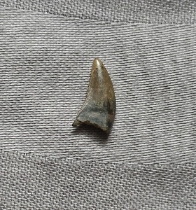 Rare Museum Quality Dromaeosaur Raptor Theropod Dinosaur Tooth Fossil Hellcreek  - Picture 1 of 5