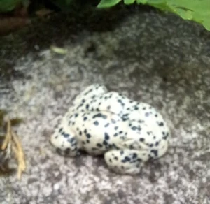 Dalmatian Jasper carved Frog natural gemstone gem stone 2" long x 3/4 inch high - Picture 1 of 4