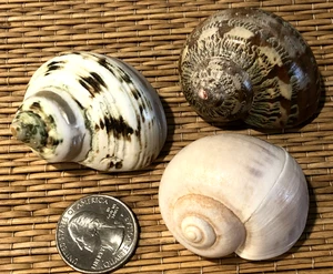 3 CÁSCARAS DE MAR MEDIANAS PARA TU CANGREJO ERMITAÑO EN CRECIMIENTO - Imagen 1 de 5