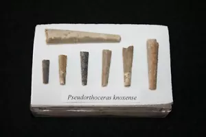 Pennsylvanian Ammonite Nautiloid fossil Pseudorthoceras knoxense display - Picture 1 of 3