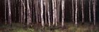 ShelfScapes 974 Deep Forest 10" x 30" Backdrop For Toy Soldier Diorama