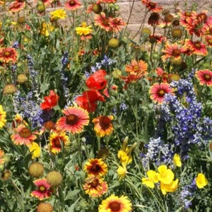 Outsidepride Dryland Wildflower Seed Mix - 5 lbs. Colorful Blend of Drought - Picture 1 of 7
