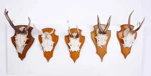 5 schöne Rehgehörne auf Trophäenbrett Roe Deer Trophy - Bild 1 von 3